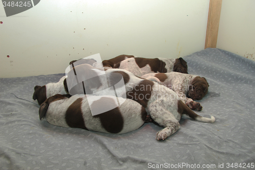Image of German Shorthaired Pointer puppies