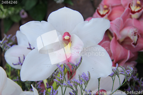 Image of White cymbidium orchid