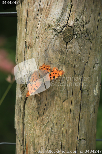 Image of Comma Butterfly