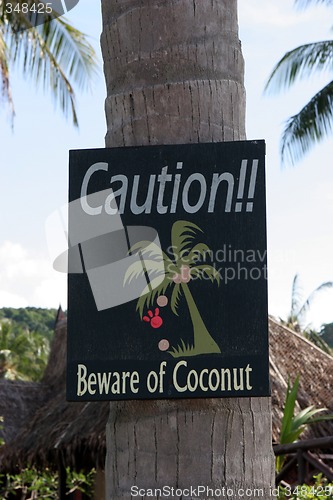 Image of Coconut tree