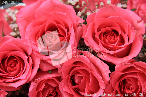 Image of Pink roses in a bridal arrangement