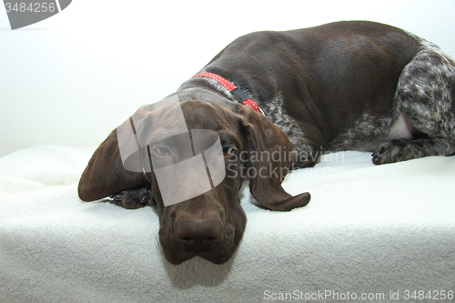 Image of German Shorthaired Pointer puppy