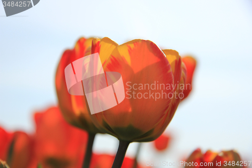 Image of Yellow and orange tulips