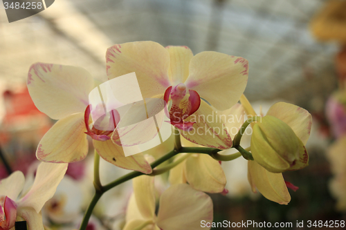 Image of Phalaenopsis orchid