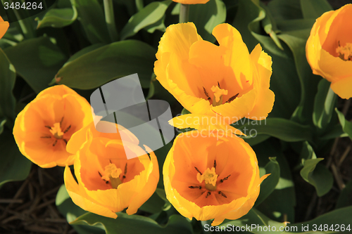 Image of yellow tulips in a field