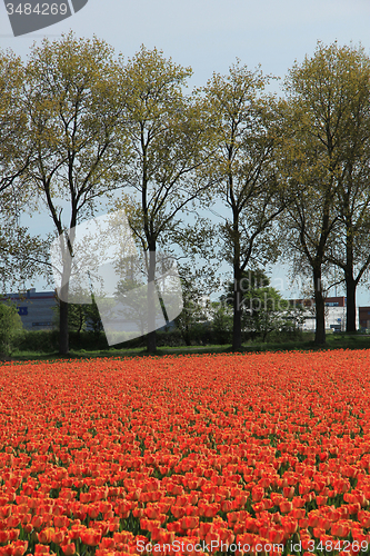 Image of Yellow and orange tulips