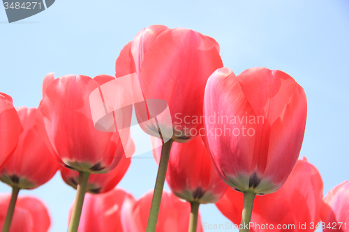 Image of Pink tulips