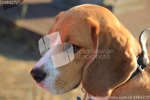 Image of Young female beagle