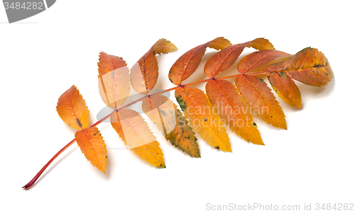 Image of Autumn rowan leaf