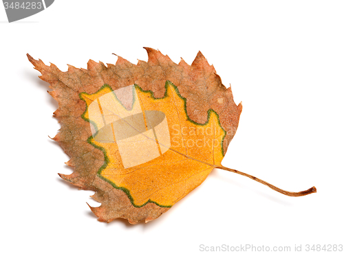 Image of Autumn birch leaf isolated on white background