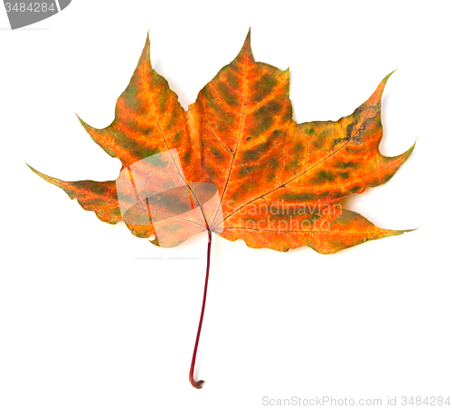 Image of Autumnal multicolor maple-leaf