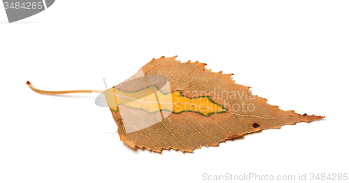 Image of Dry yellowed autumn leaf of birch