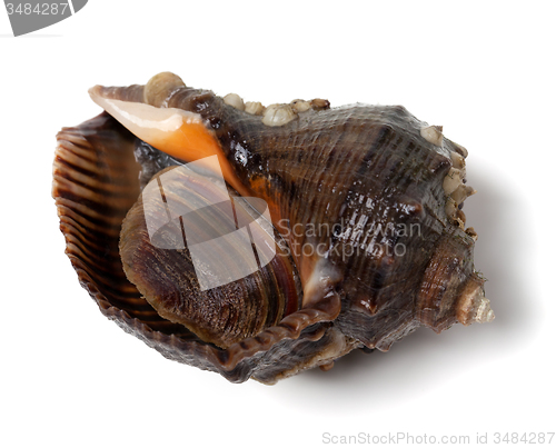 Image of Veined rapa whelk on white background