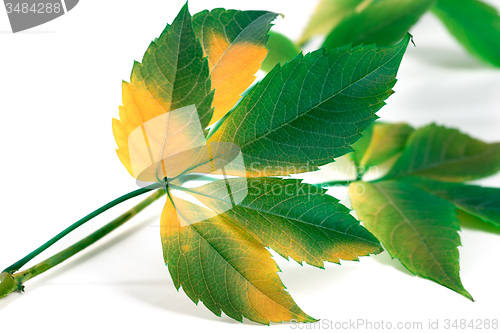 Image of Multicolor grapes leaves (Parthenocissus quinquefolia foliage)