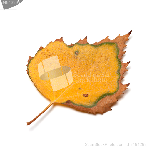 Image of Dried autumn leaf of birch on white background