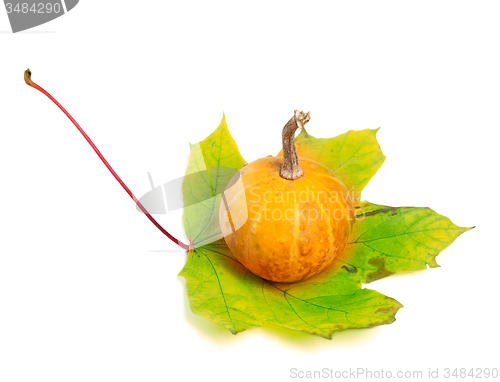 Image of Small decorative pumpkin on yellowed maple-leaf