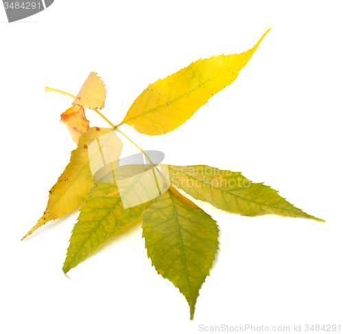 Image of Yellowed autumn ash-tree leaves