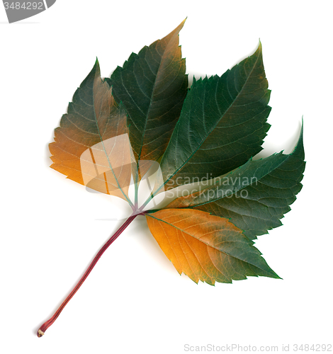 Image of Multicolor autumnal virginia creeper leaf