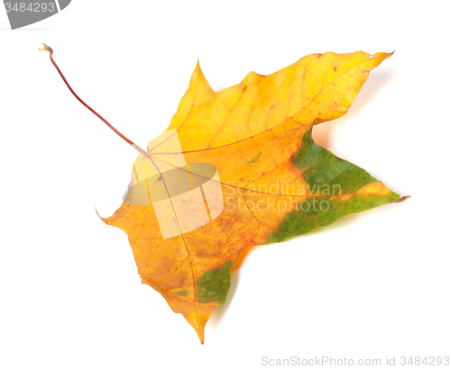 Image of Autumn multicolor maple-leaf