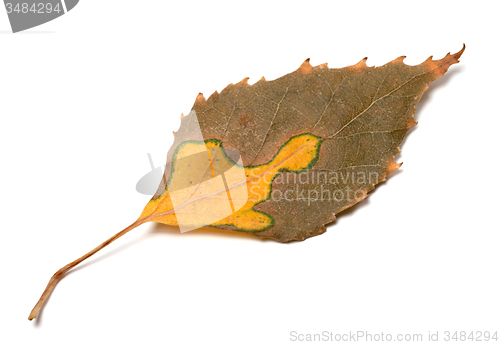 Image of Multicolor autumn leaf of birch