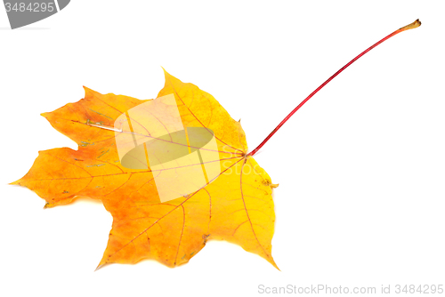 Image of Orange autumn maple-leaf on white background