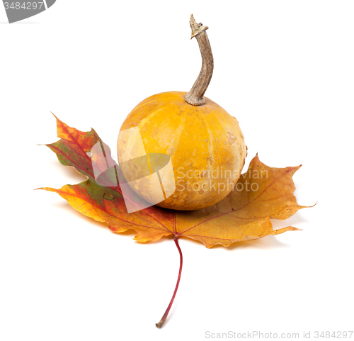Image of Orange decorative pumpkin on autumn maple-leaf