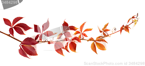 Image of Twig of autumn grapes leaves