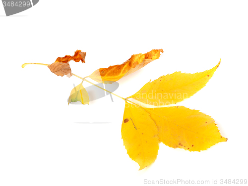 Image of Dry yellow ash-tree leaves