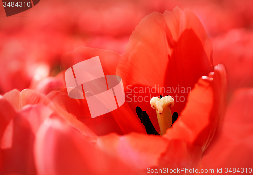 Image of Beautiful red tulips background