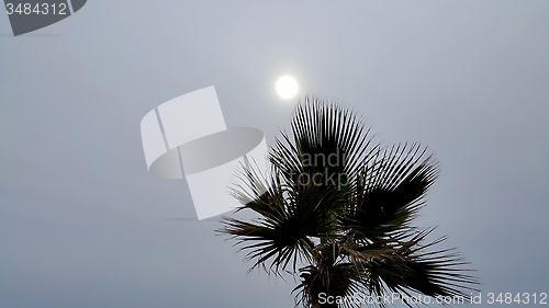 Image of Palm tree against a cloudy sky with sun 