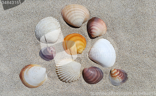 Image of Sea shells on the sand 