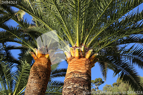 Image of Palm trees 