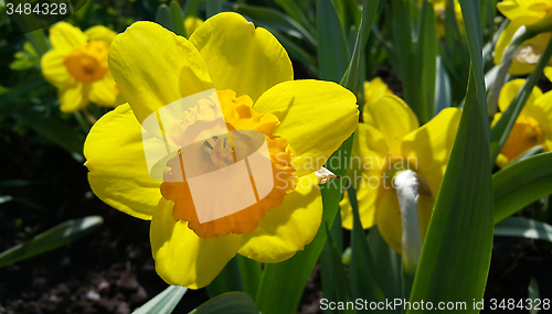 Image of Beautiful yellow daffodils (narcissus)