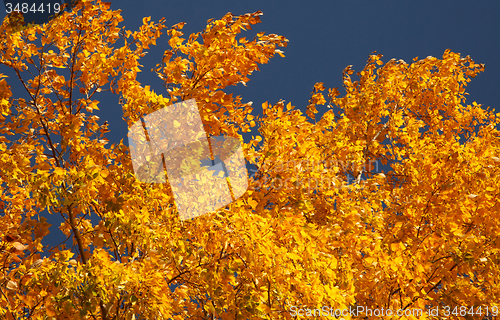 Image of Fall colors