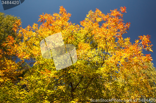 Image of Fall colors