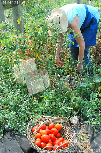 Image of Community garden.