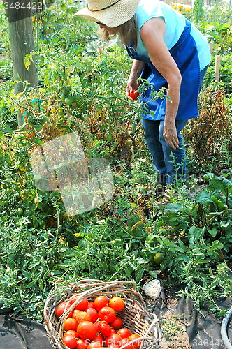 Image of Community garden.