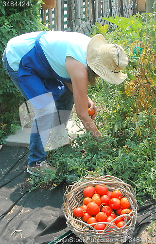 Image of Community garden.