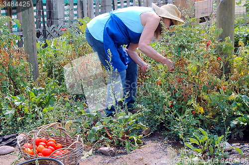 Image of Community garden.