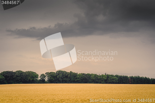 Image of Golden field in dark cloudy weather