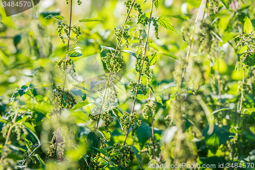 Image of Nettle herbs in the nature