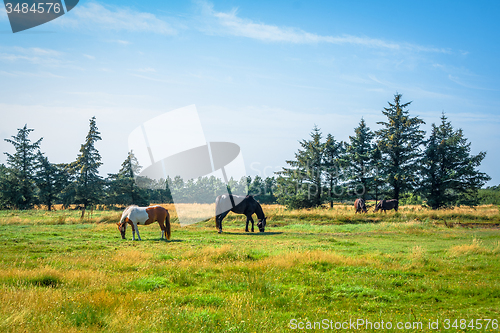 Image of Horsens grazing on a green field