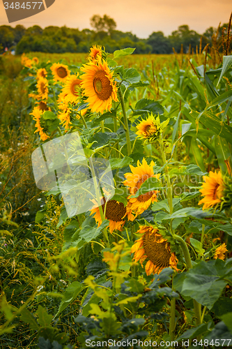 Image of Sunflowers on a green field