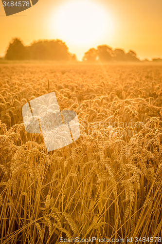 Image of Grain field in the sunshine
