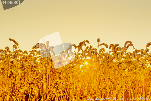 Image of Wheat field in the sunrise