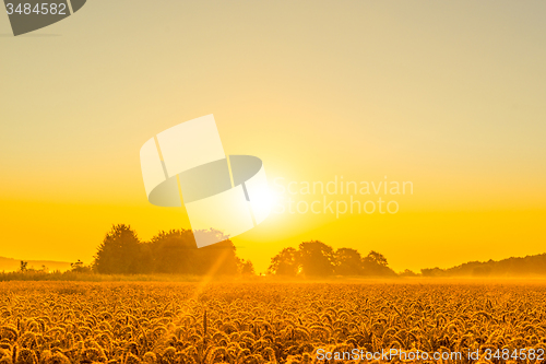 Image of Wheat field in a beautiful sunrise