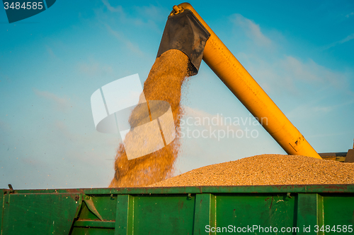 Image of Harvester loading grain on a green container