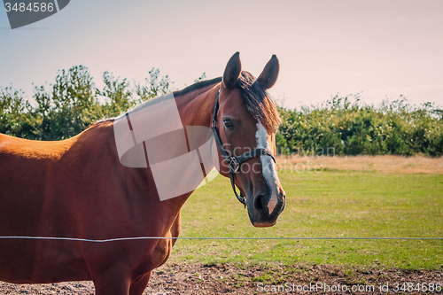 Image of Brown horse on a field