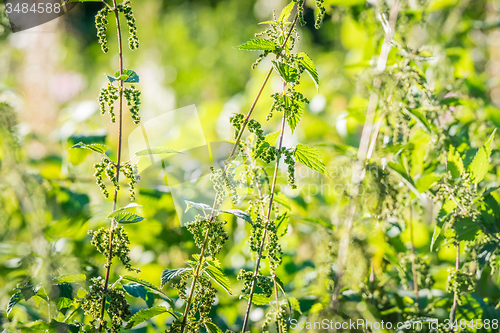 Image of Nettle plants in wild nature