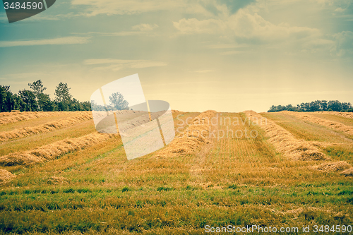 Image of Hay on a countryside field